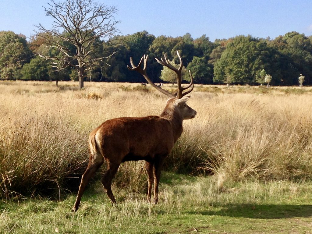 A Richmond Park è possibile ammirare cervi e daini in libertà