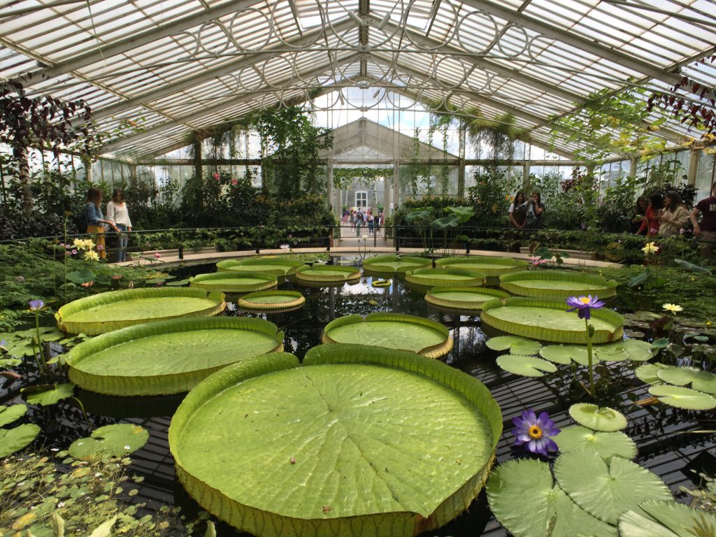 Waterlily house