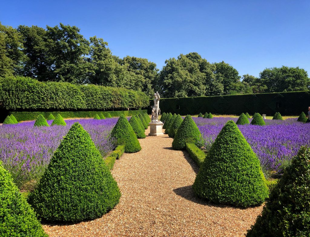 la fioritura della lavanda nei giardini di Ham House