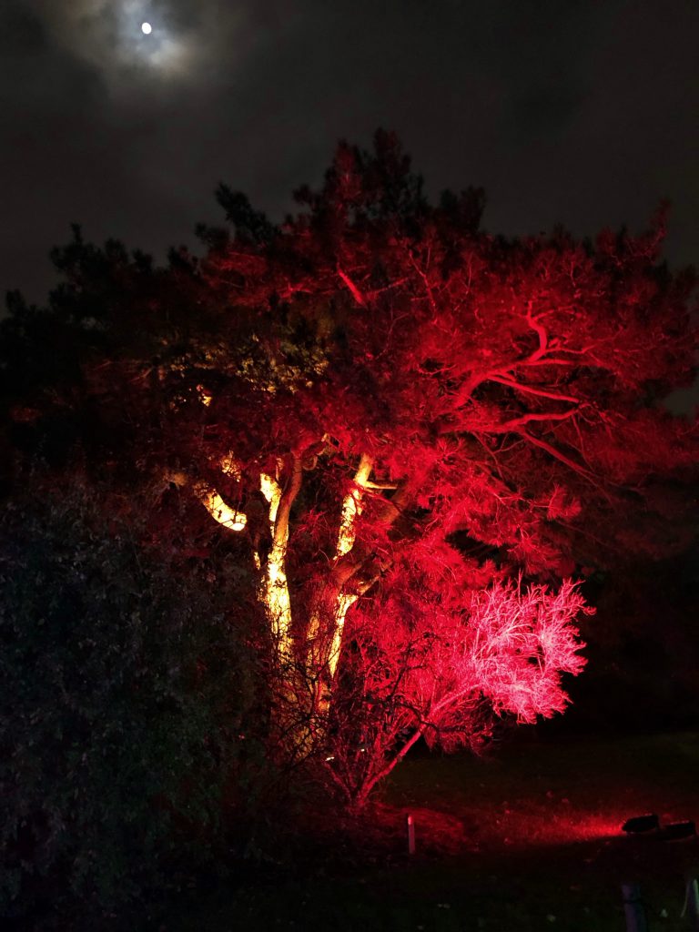 Un'immagine affascinante degli effetti luminosi a Christmas at Kew.
